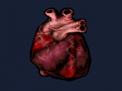 Heart1
