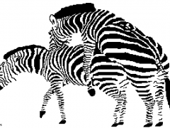 Fucking Zebras